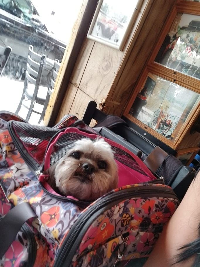 Paris peeking out of her floral carrier at a restaurant, looking innocent.