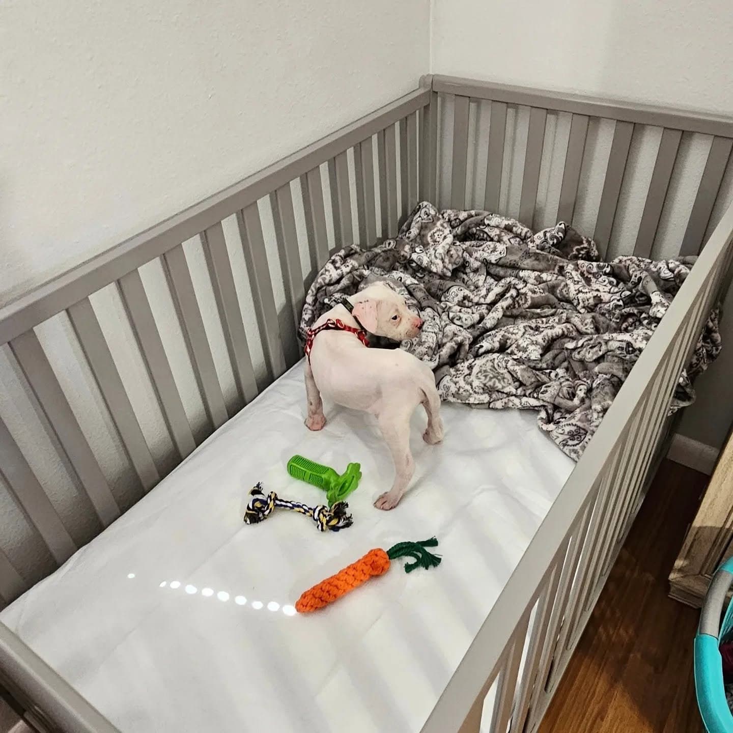 Puppy Misty exploring her new crib full of toys at home.
