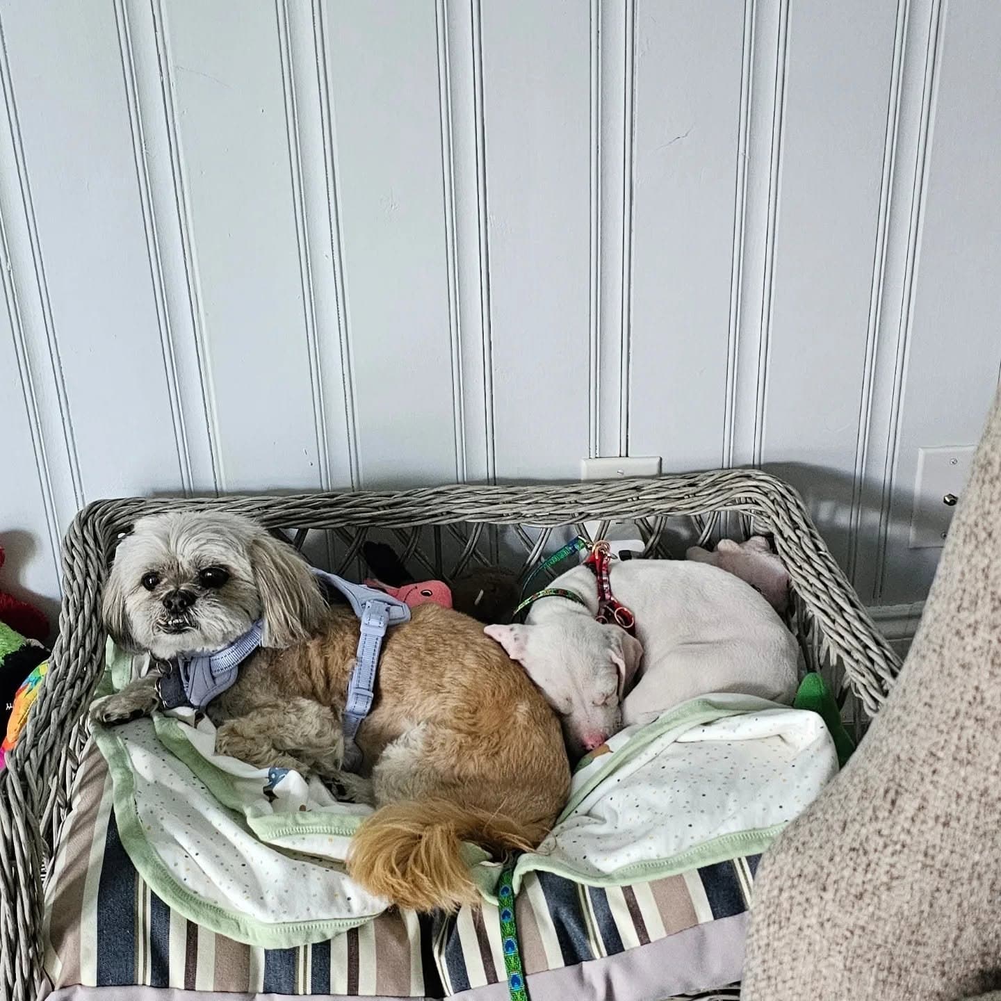 Paris keeping watch while puppy Misty naps beside her.
