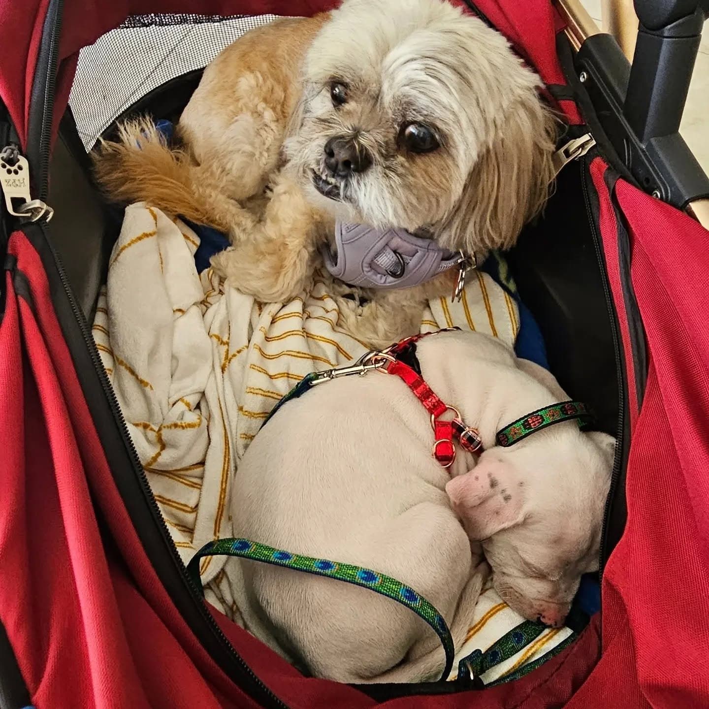 Paris and tiny puppy Misty settled together in the stroller.