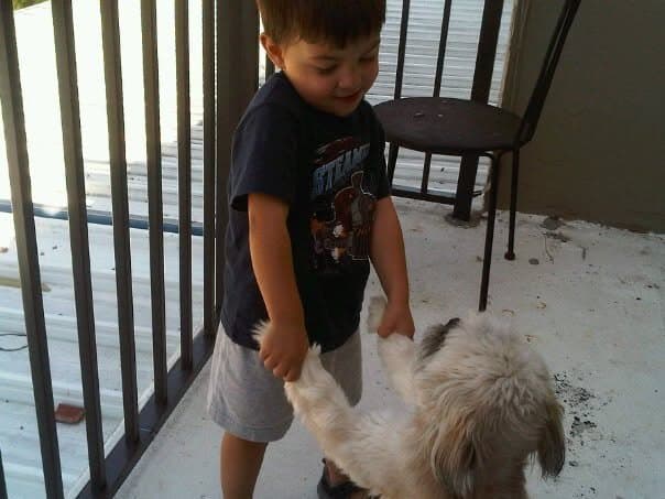 Paris up on her hind legs, front paws held in the hands of a small boy, dancing on a balcony