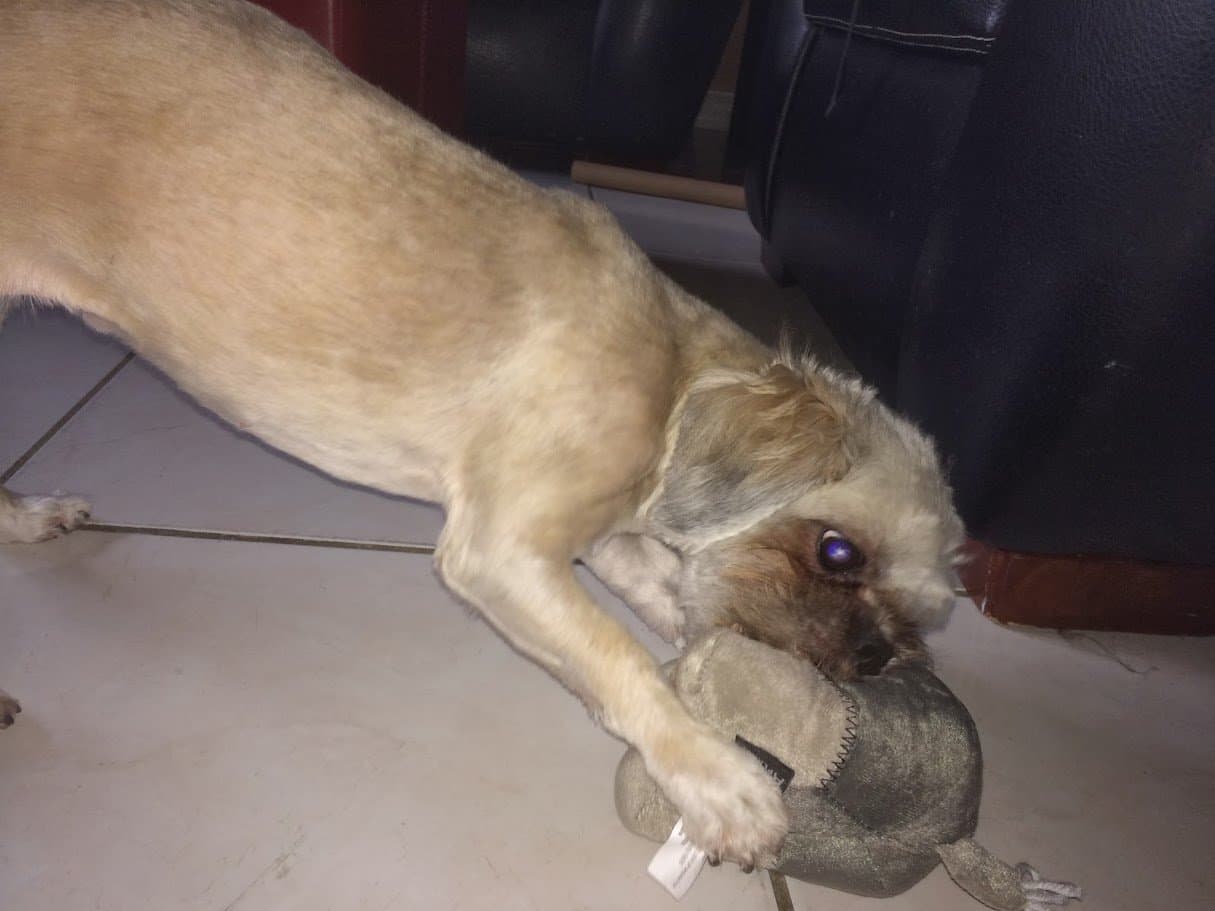 Paris wrestling and playing with a stuffed toy on the floor