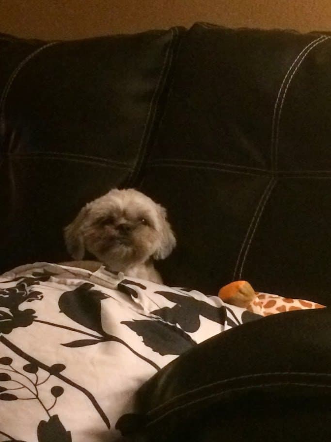 Paris sitting up on the couch with her giraffe toy