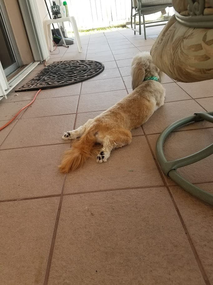 Paris sprawled out flat on the patio tile, completely relaxed.