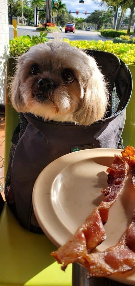 Paris in her carrier eyeing a plate of bacon on the table with great interest