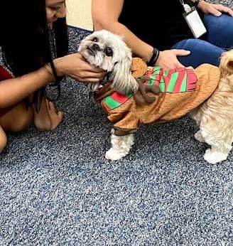Paris in her reindeer outfit at the office being greeted by a coworker's hands