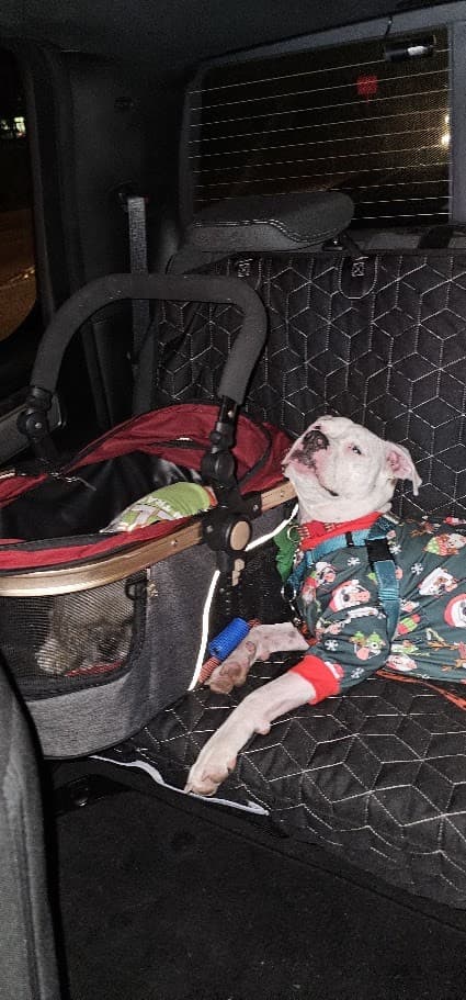 Misty in Christmas pajamas stretched out next to Paris's carrier in the car.