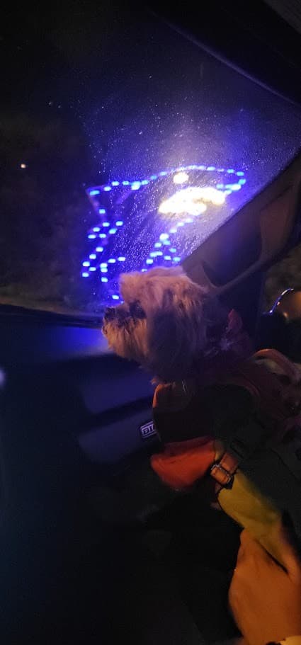 Paris looking out at a blue holiday lights display from the car at night.