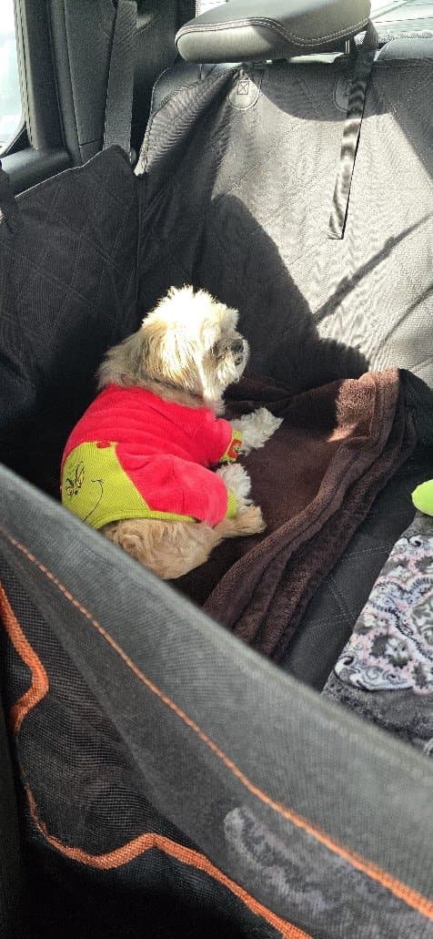 Paris riding along in her car seat hammock.