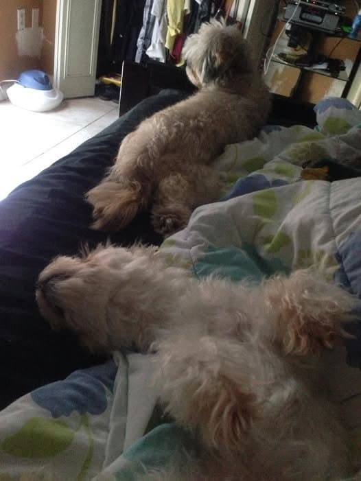 Paris and her big sister Angel sprawled out together on the bed on a lazy Sunday