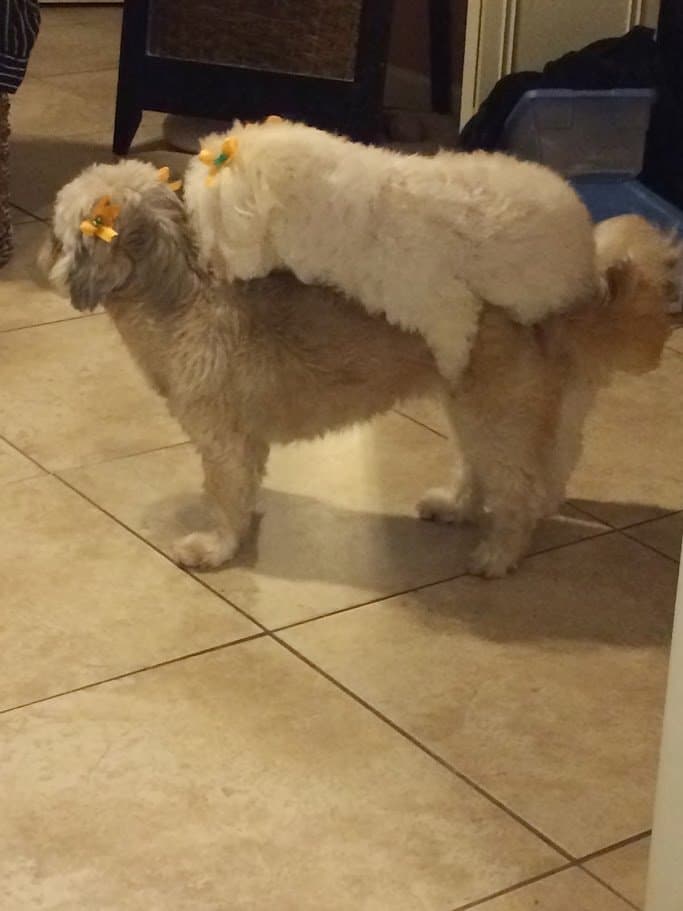 Paris and Angel standing together, both with little orange grooming bows in their fur