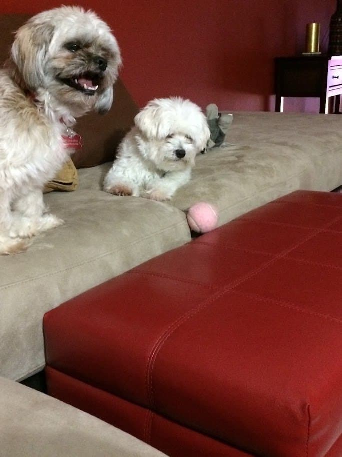 Paris and Angel resting on the couch with a pink ball between them