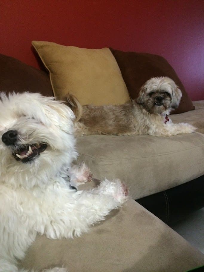 Paris and Angel relaxing together on the couch