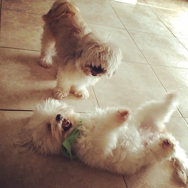 Paris and Angel wrestling and playing together on the tile floor