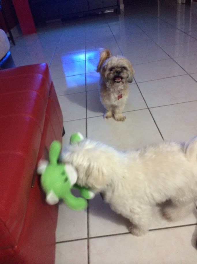 Paris and Angel playing tug of war with a green stuffed toy