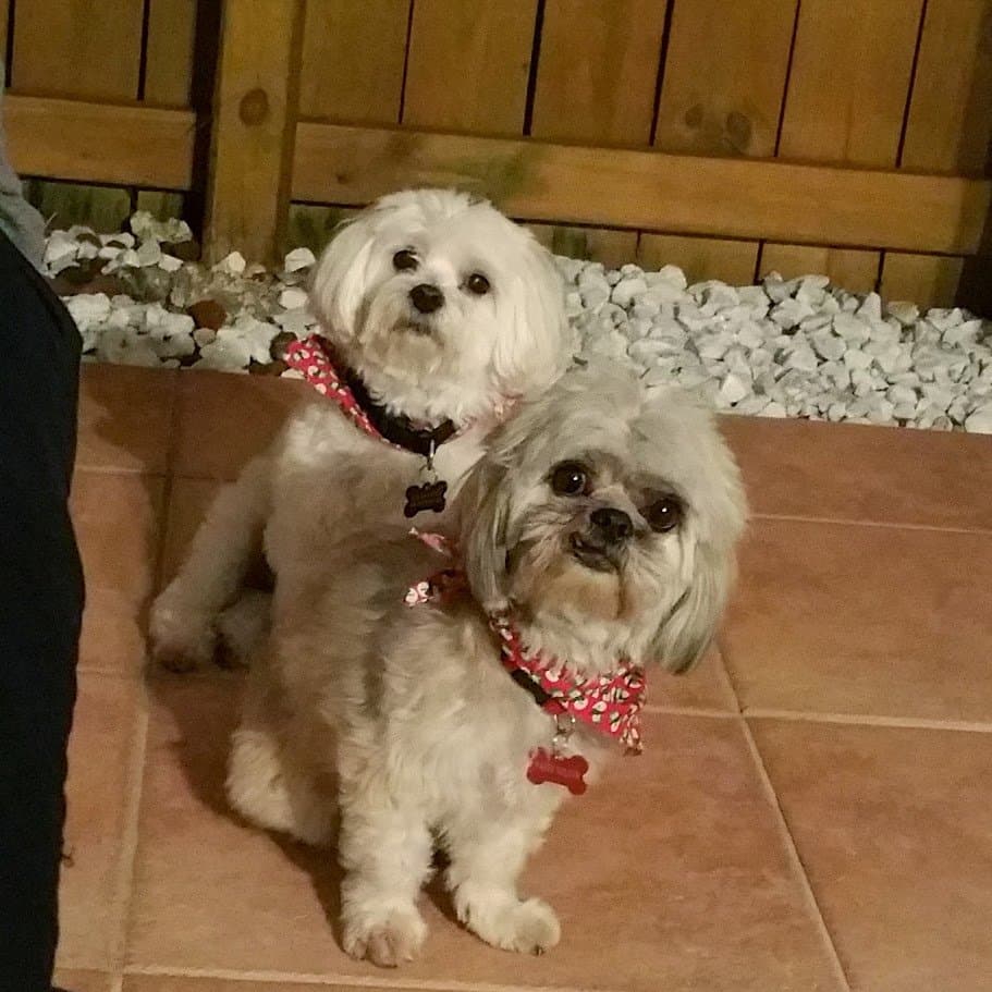 Paris and her big sister Angel sitting together in their holiday collars