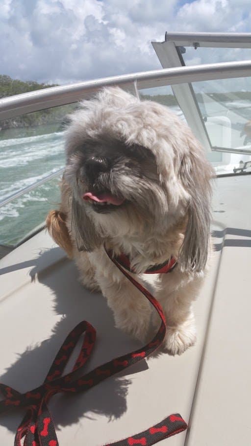 Paris at the front of the boat with the wind in her fur and the wake behind her