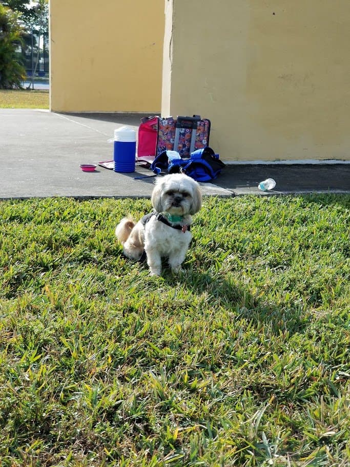 Paris sitting in the sunny grass with her water jug and carrier set up against the wall behind her