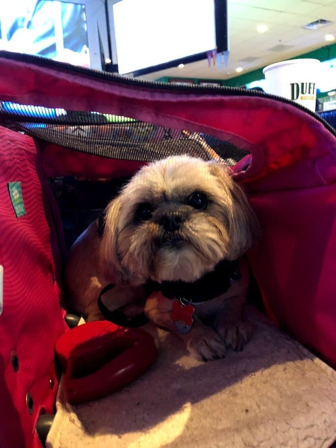 Paris looking up cozy from inside her red carrier at the sports bar