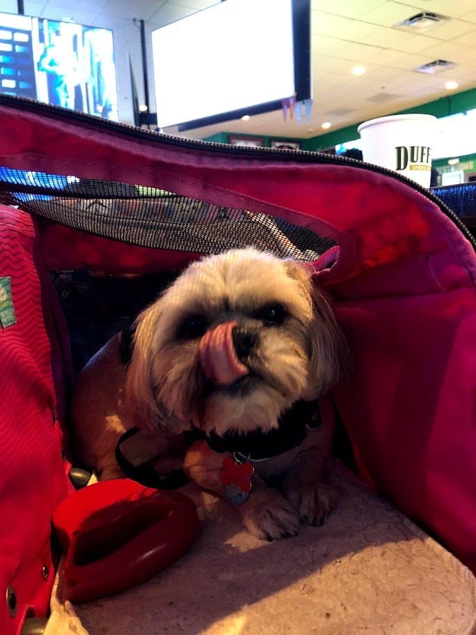Paris mid tongue-lick inside her carrier at Duffy's