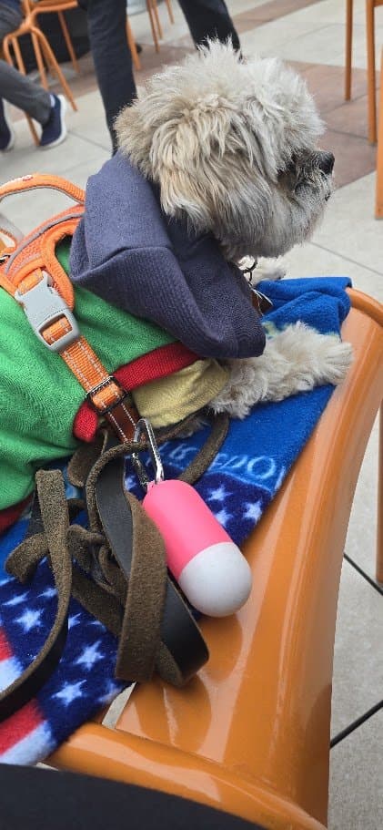 Paris resting on a chair in her hoodie and scarf, all bundled up
