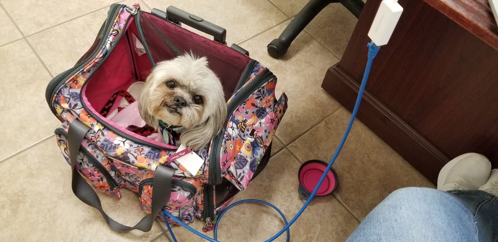 Paris peeking out of her carrier with her water bowl beside the network cable