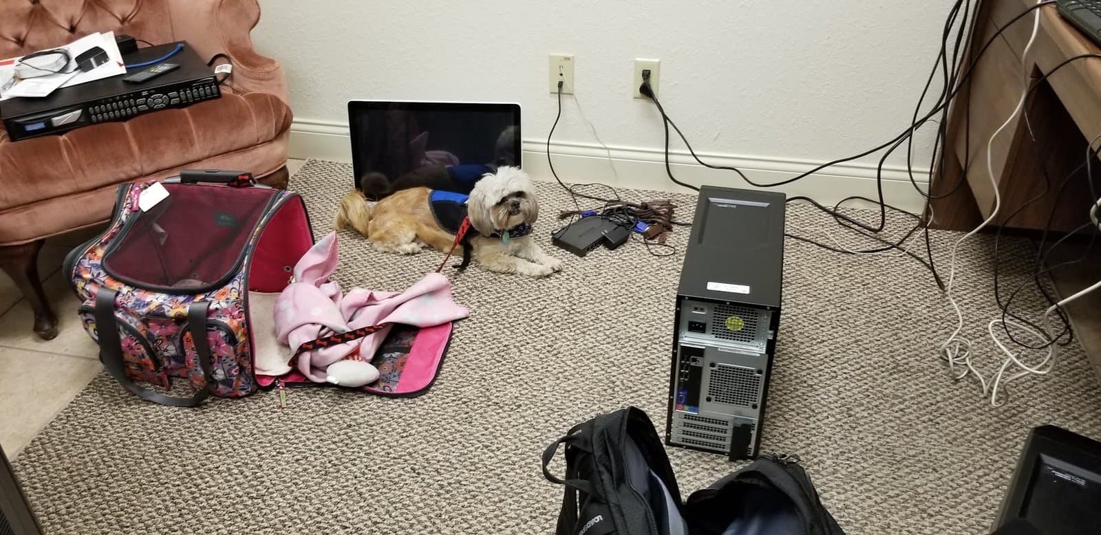 Paris lying on the office floor beside a computer tower and cables