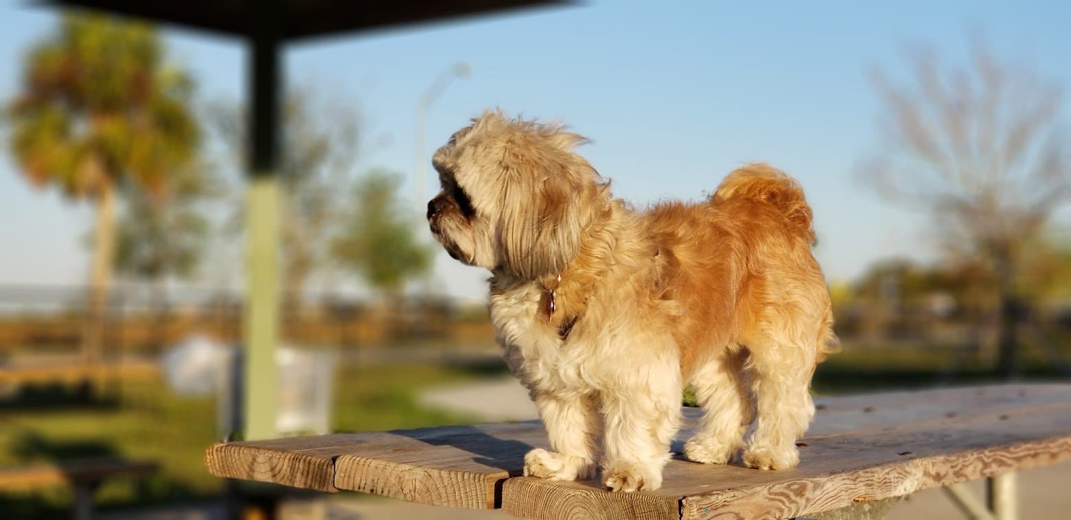 Paris in profile on the table with a palm tree behind her