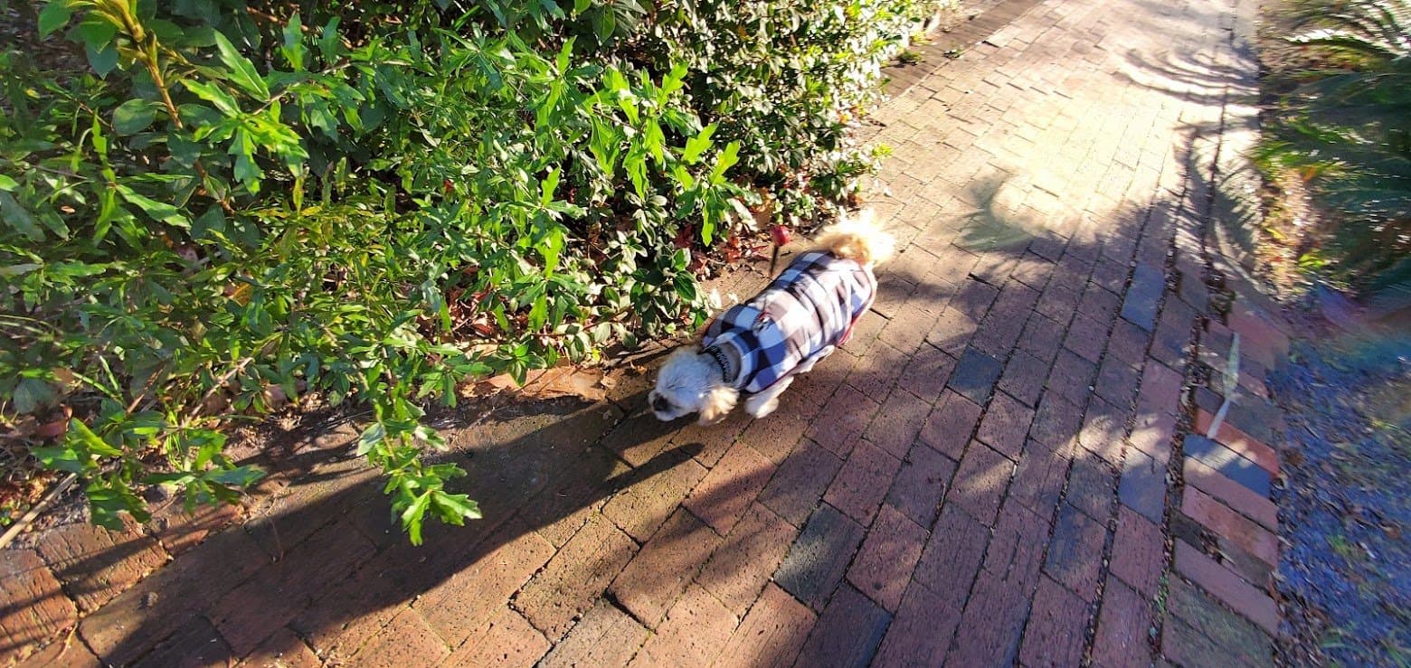 Paris in her plaid buffalo-check coat walking along a brick sidewalk in Savannah