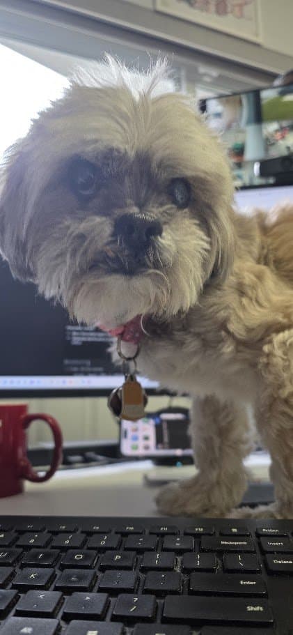 Paris standing on Mommas desk keyboard, looking up at her
