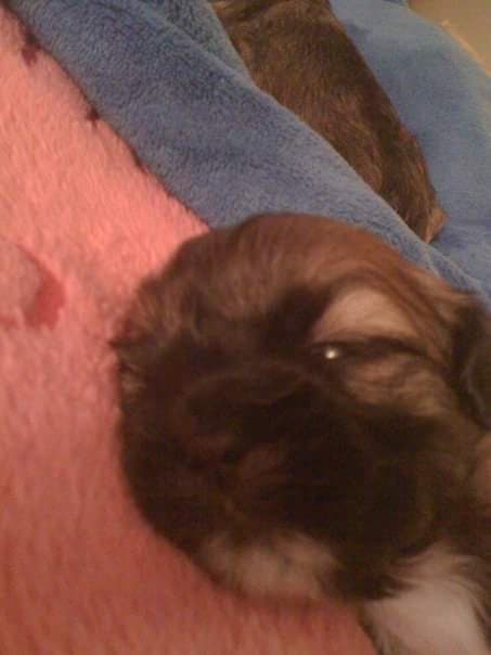 Newborn Paris resting her face on a soft blanket.