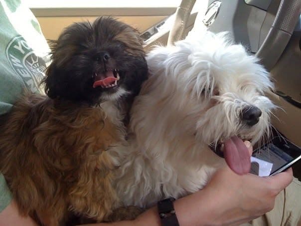 Baby Paris and Angel piled together on the first car ride home, Paris grinning and Angel with her tongue out