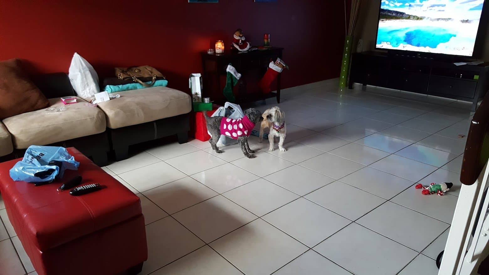 Paris greeting a furry friend by the Christmas tree.