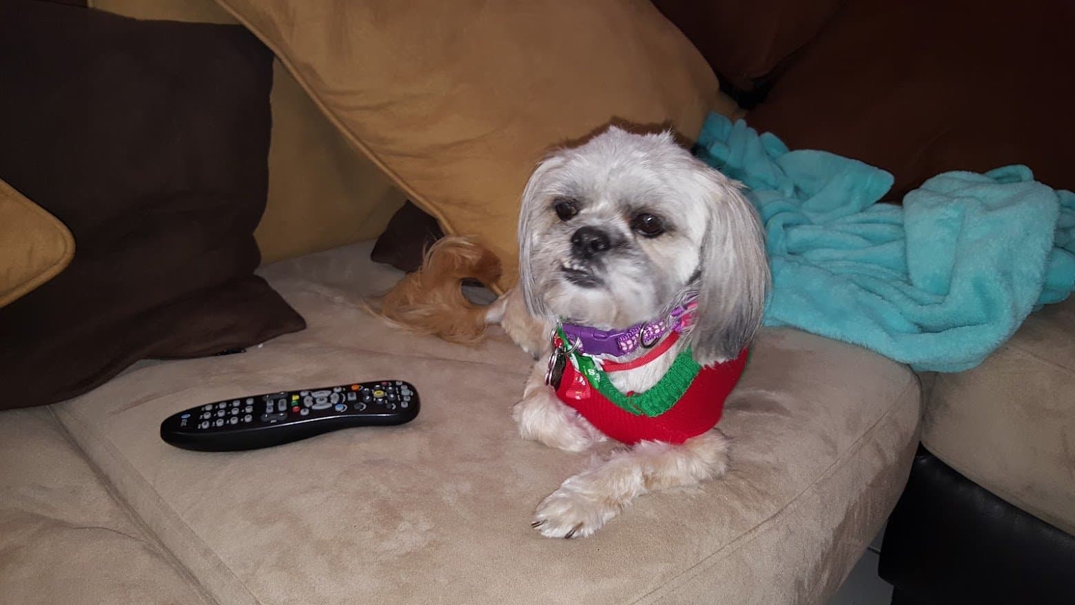 Paris in her red Christmas sweater on the couch.