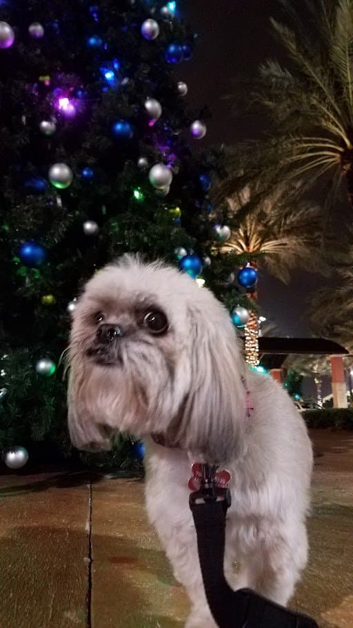 Paris on her leash in front of an outdoor Christmas tree at night.