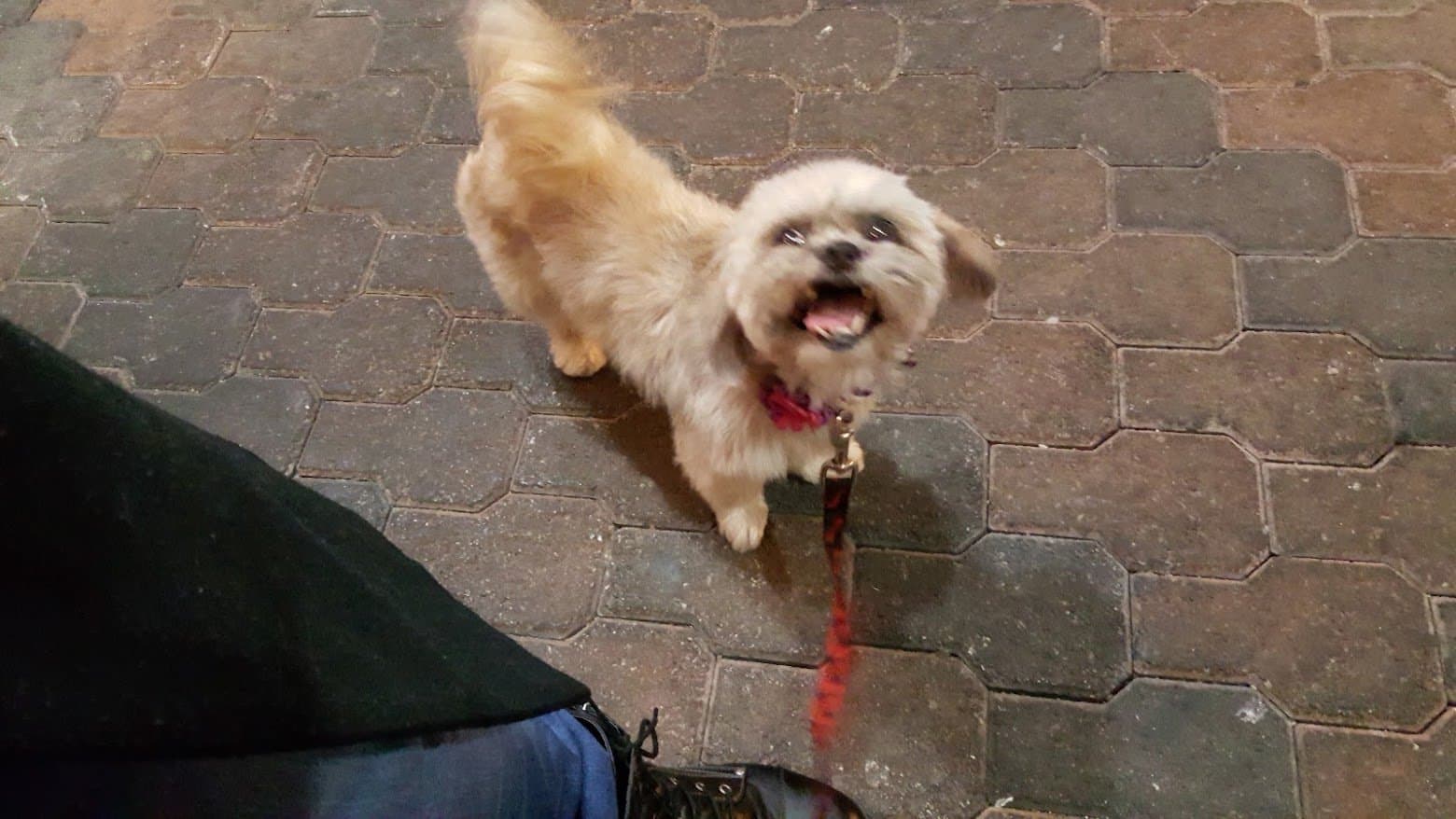 Paris on her leash, happy to see Momma home again.